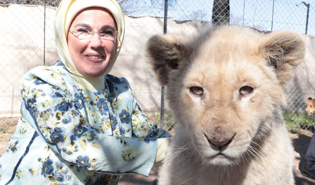 Emine Erdoğan yavru aslanları sevdi!