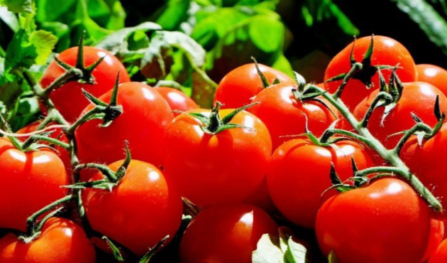 Stresle tadı güzelleşen domates üretildi!