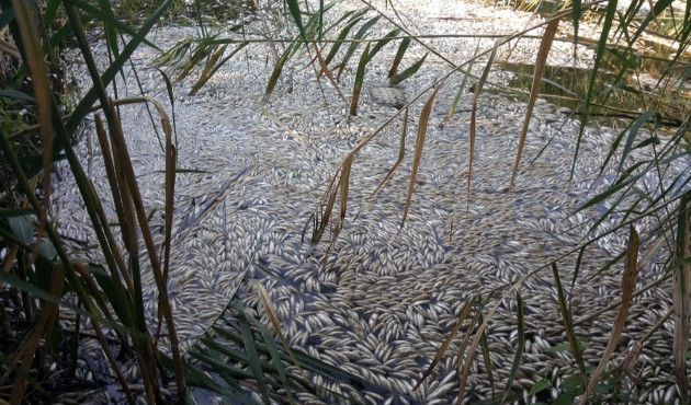 Manisa'da binlerce balık telef oldu...