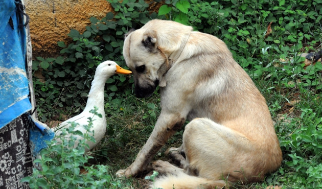 Ördek ile köpeğin sıcak dostluğu...
