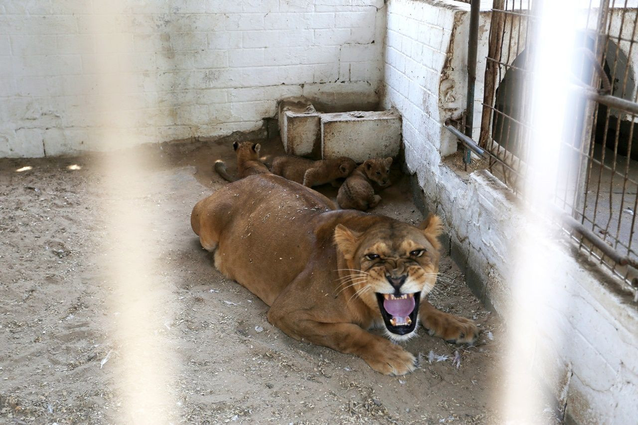 Gazze Hayvanat Bahçesi'nin yeni misafirleri! - Sayfa 1