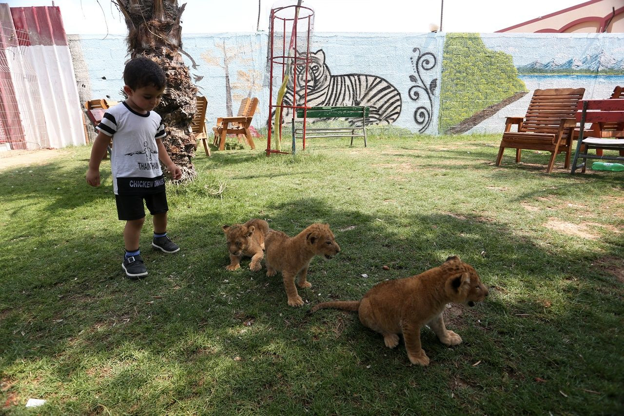 Gazze Hayvanat Bahçesi'nin yeni misafirleri! - Sayfa 2
