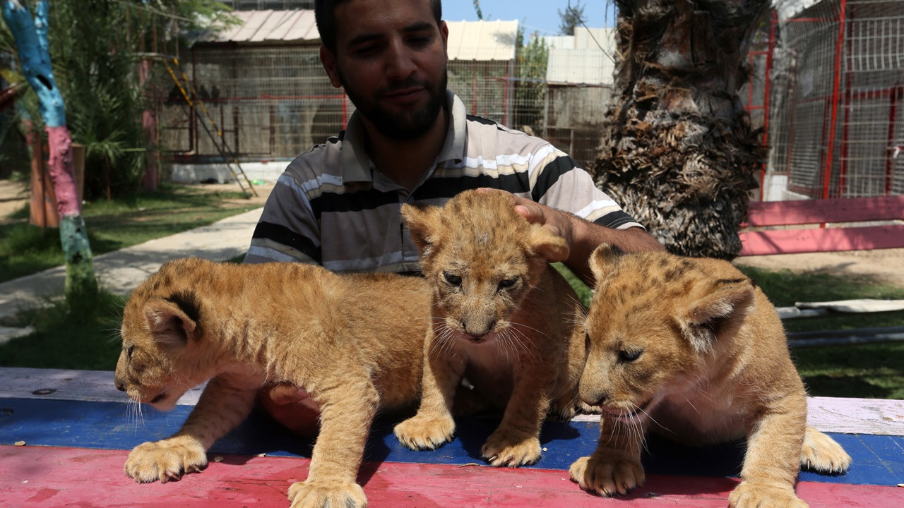 Gazze Hayvanat Bahçesi'nin yeni misafirleri!