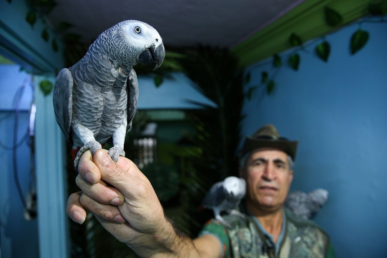 Tropik ada görünümlü papağan eğitim merkezi! - Sayfa 3