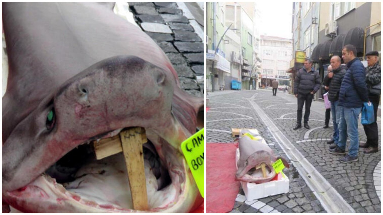 Marmara'da dev köpekbalığı yakalandı!