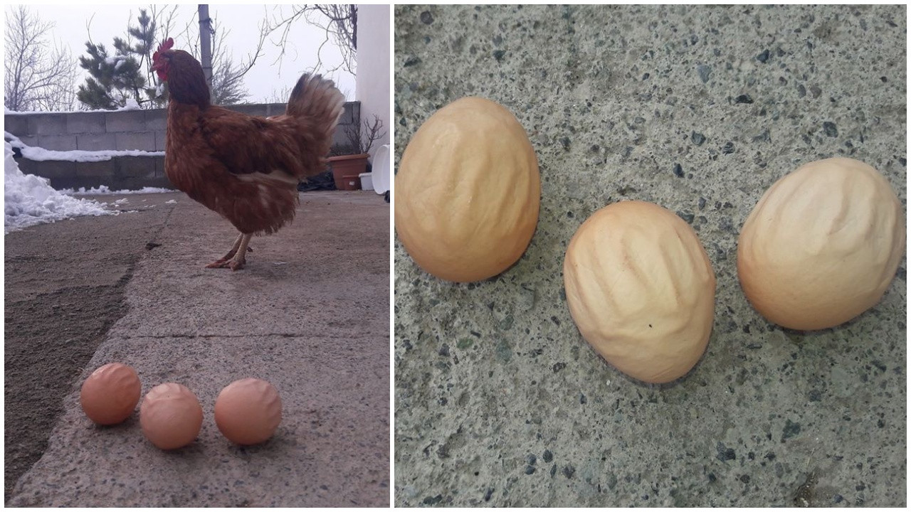 Bu tavuk 'Allah' yazan yumurtalar yumurtluyor!