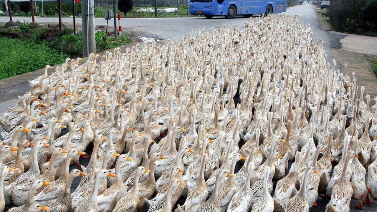 Çekirge istilasına karşı ördek ordusu