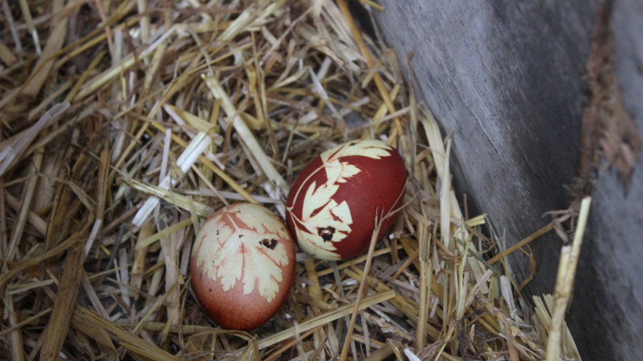 Deneyci çiftçi iş başında! Maydonoz yedirdiği tavuğu desenli yumurtladı