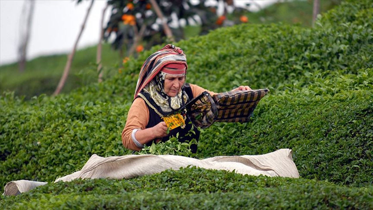 Bir ilk! Rize Fındıklı'da çay toplama seferberliği ilan edildi