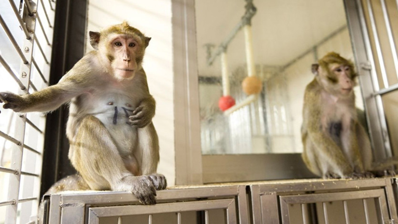 Makak maymunları üzerinde denenen koronavirüs aşısı başarılı oldu