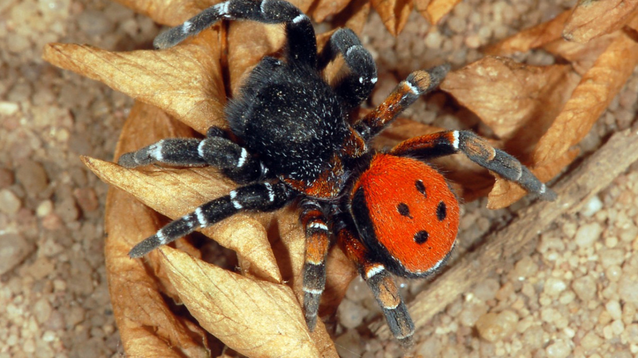 Ankara'da sokakta görülen kırmızı renkte zebra gibi siyah desenli büyük örümcek paniğe neden oldu