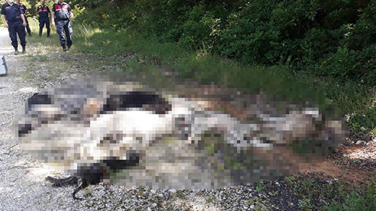 Son dakika... Tam bir vicdansızlık! Kırklareli'de ormanlık alanda 12 köpek ölü bulundu