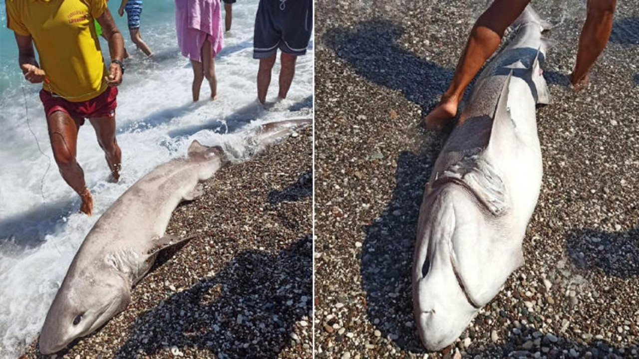 Sahile vuran köpek balığı hakkında flaş iddia: Turistlere göstermek için...