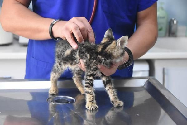 Mustafa Türel Gürcan: Hayvanlara özgü koronavirüs kedilerde ölümcül - Sayfa 3