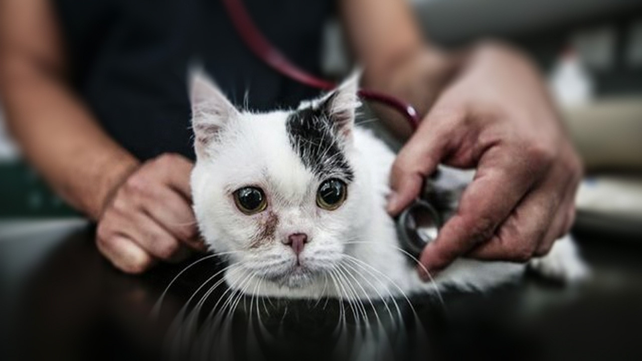 Mustafa Türel Gürcan: Hayvanlara özgü koronavirüs kedilerde ölümcül