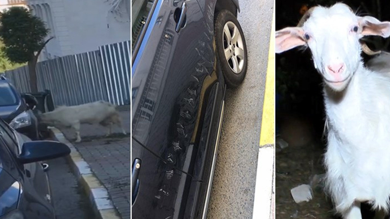 Çekmeköy'de keçinin boynuz darbeleriyle otomobile zarar vermesi kamerada
