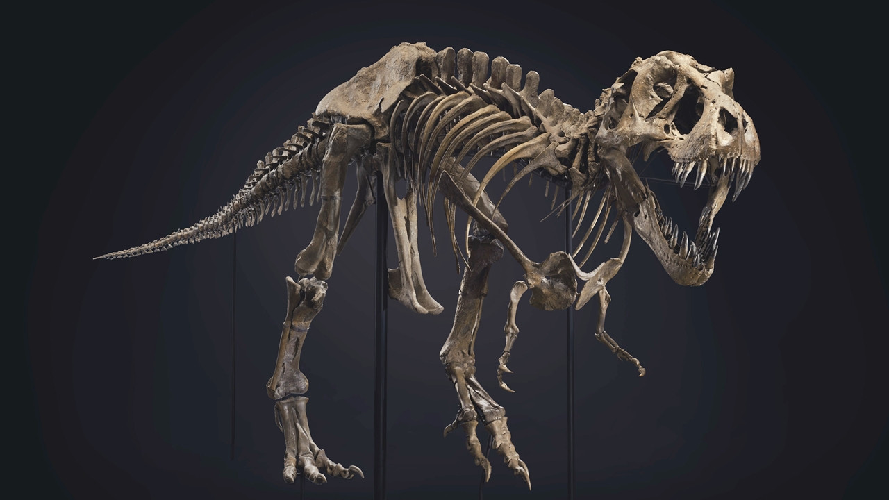 Dinozor iskeleti 31.85 milyon dolara satıldı