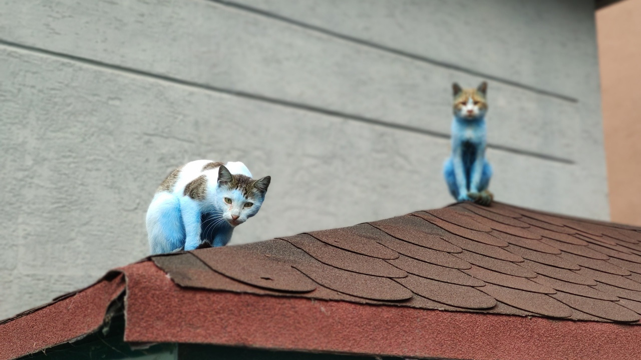Küçükçekmece'nin mavi kedileri
