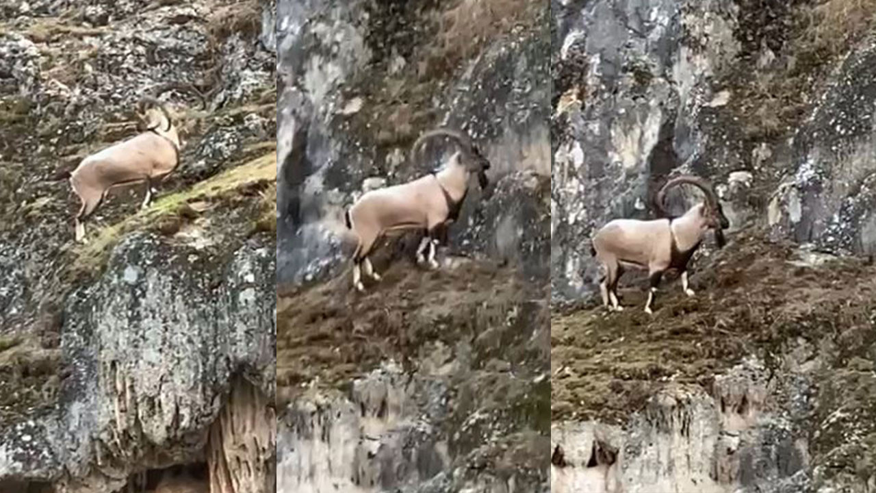 Köpeklerden kaçan dağ keçisinin müthiş tırmanışı
