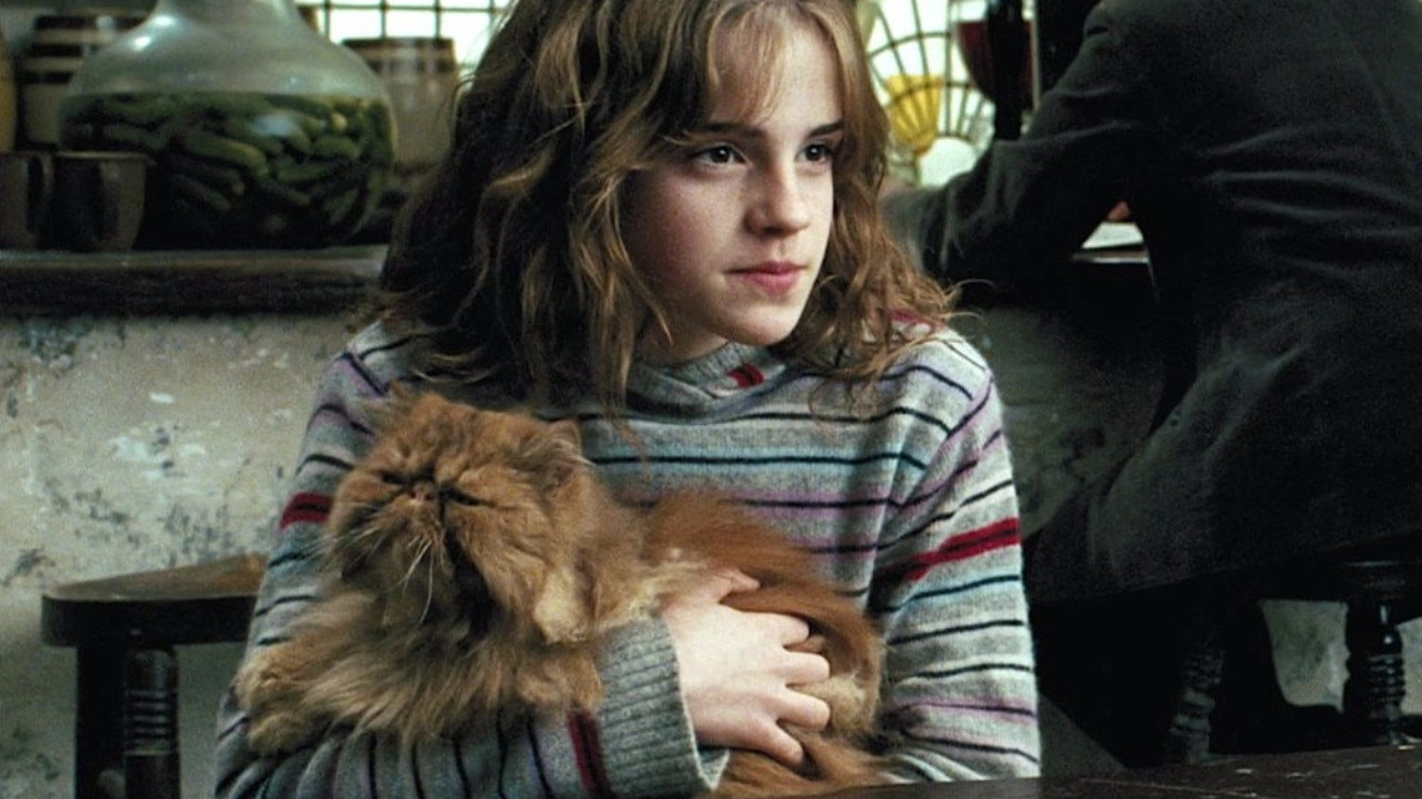 Hermione Granger’ın büyük destekçisi Crookshanks!