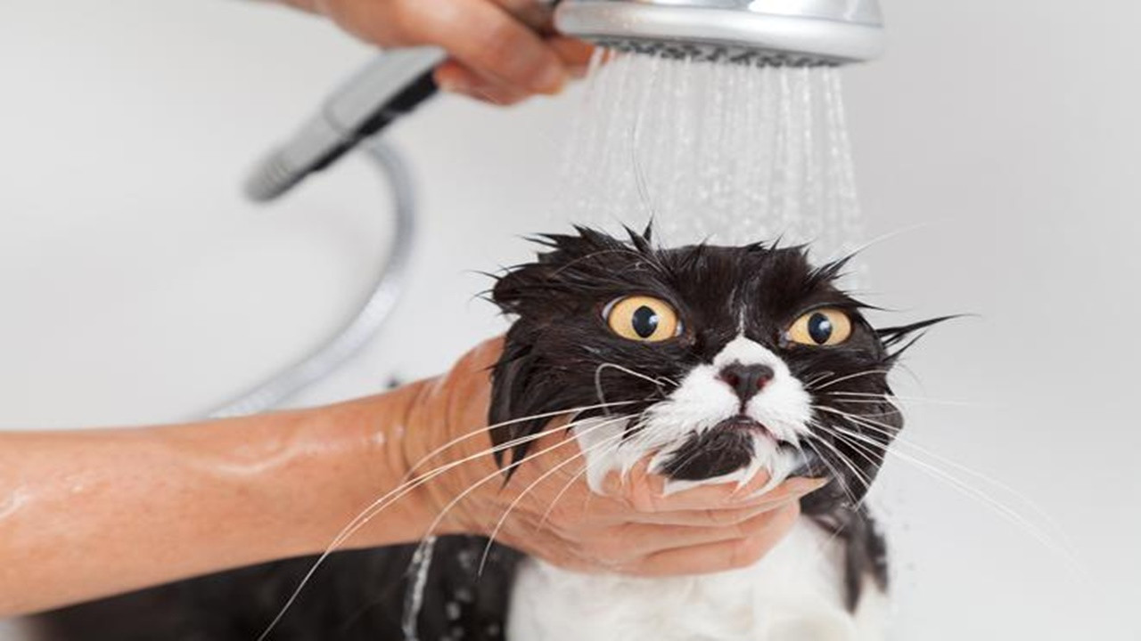 Kediler neden suyu sevmez? Niye sudan korkarlar?