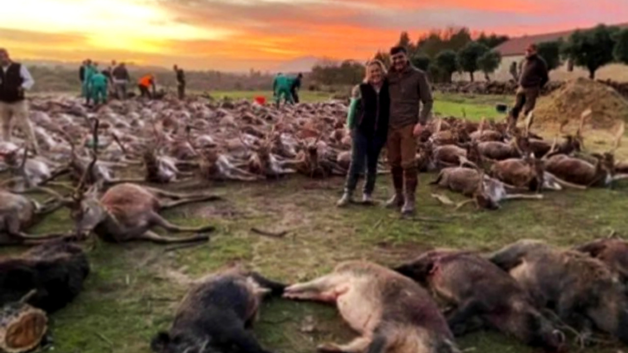 İspanyollardan Portekiz'de geyik katliamı!