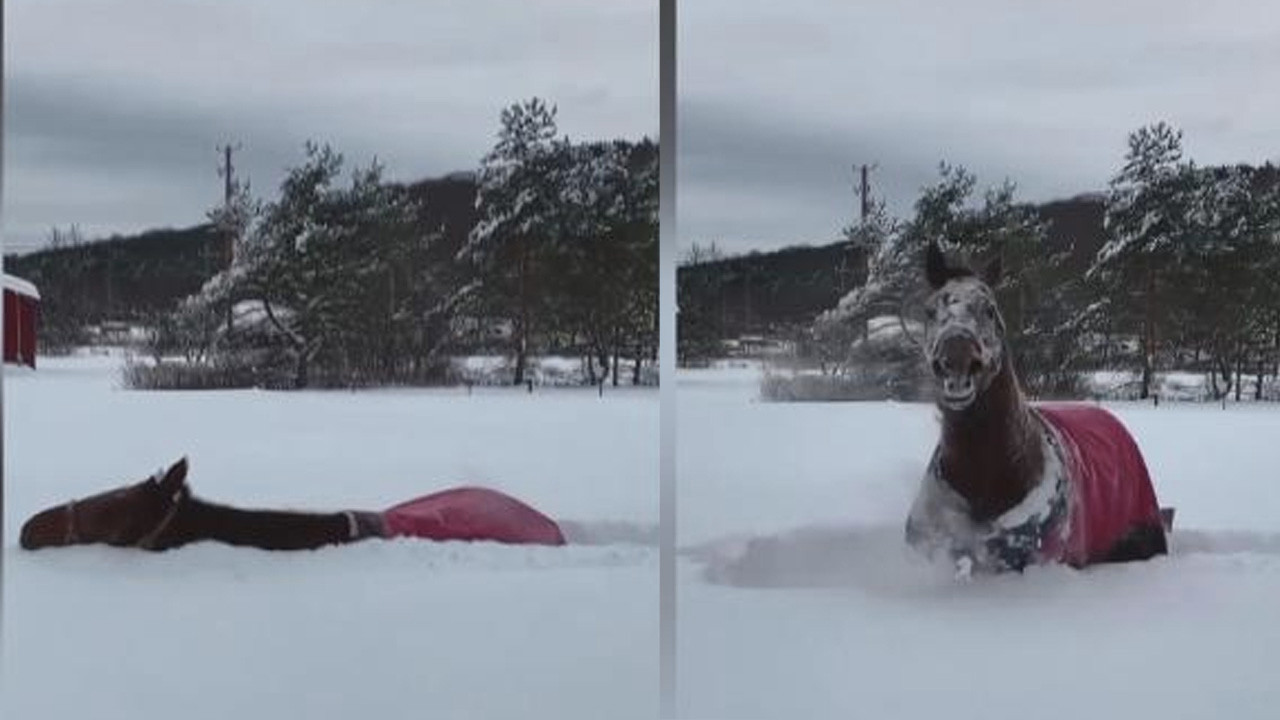 ABD’de kar keyfi yapan atın görüntüsü viral oldu!