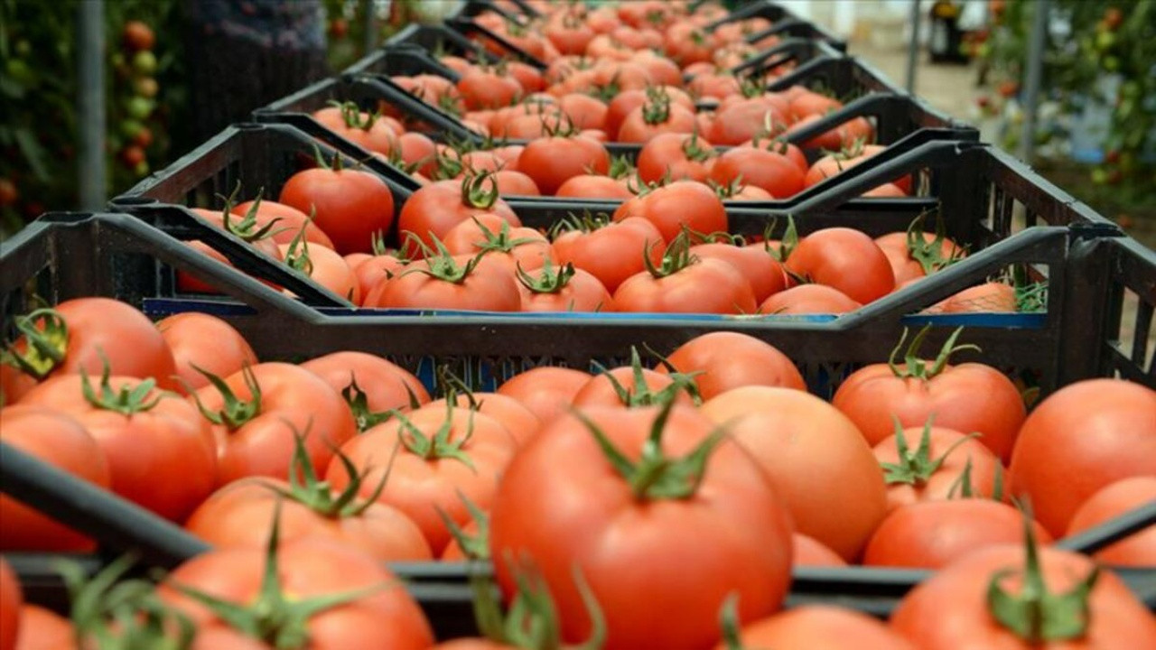Rusya'dan flaş domates kotası kararı