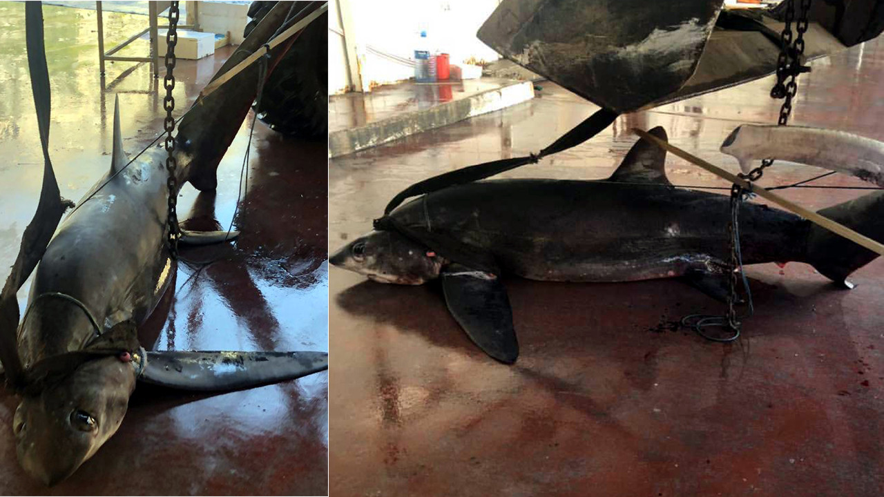Antalya'da 6 metrelik sapan türü köpekbalığı yakalandı