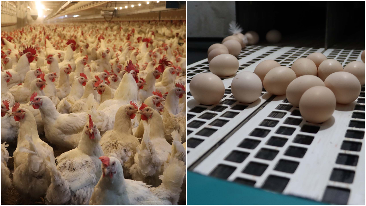 Tüketici gezen tavuk yumurtası diye kandırılıyor mu?