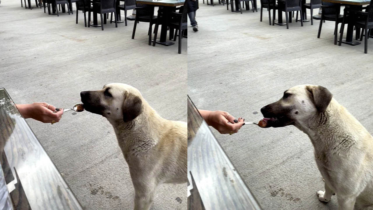 Köpeğe kaşıkla yemek yedirmesi tartışma yarattı