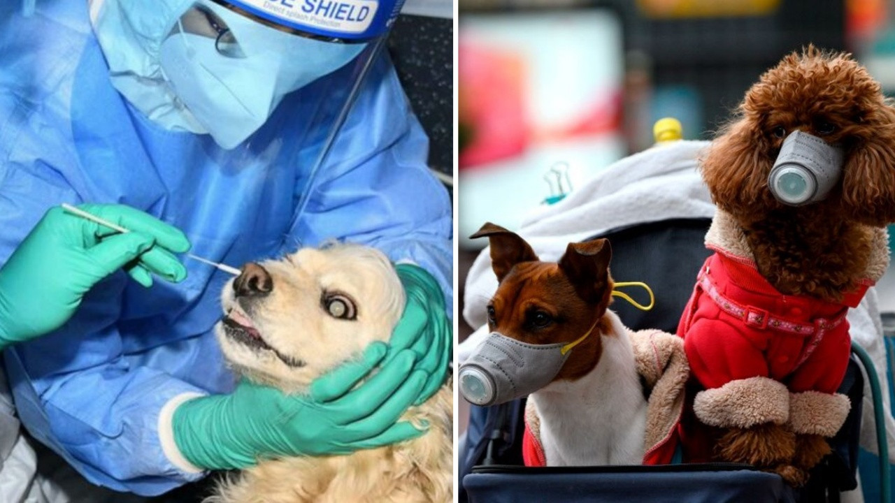 Hayvanseverleri korkutan açıklama: 'Köpek koronavirüsü' bulundu!