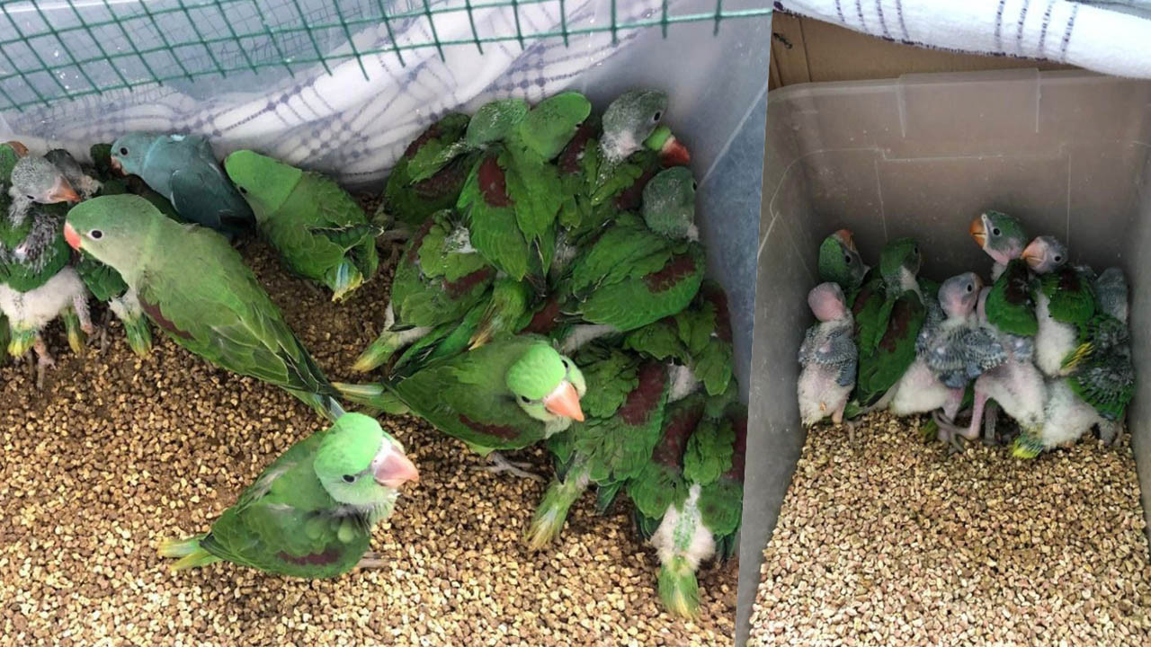 Kanatlı hayvan operasyonununda 38 İskender papağanı kurtarıldı