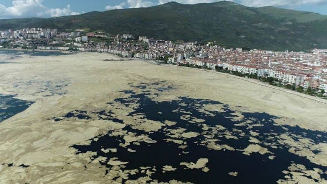 Deniz salyası Yunanistan'da: 'Dünya tarihinin en büyüğü'