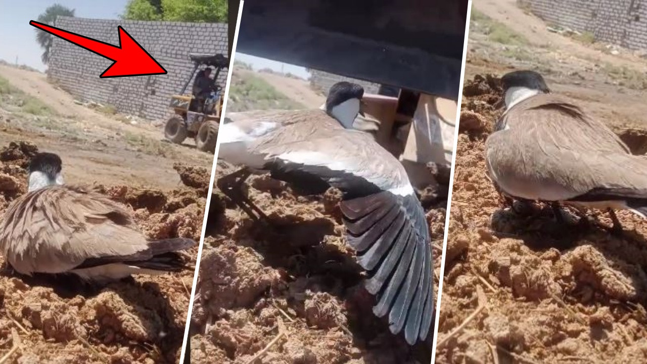 TikTok'ta tepki çeken video: Kuluçkadaki kuşun üzerine iş makinesi sürdü!