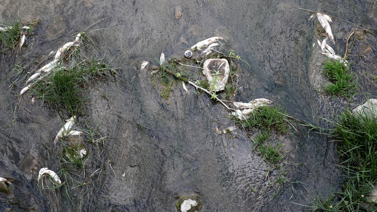 Kızılırmak'ta yine ölü balıklar görülmeye başlandı!