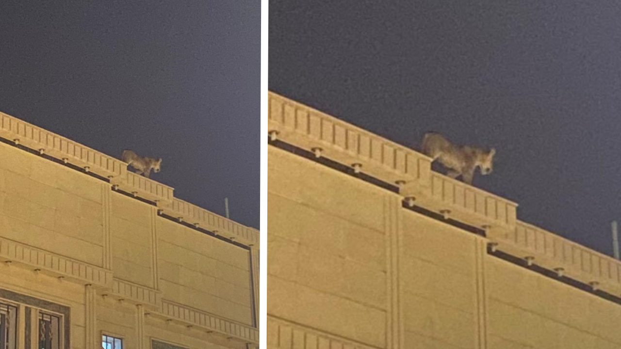 Evlerin çatısında dolaşan aslan panik yarattı!