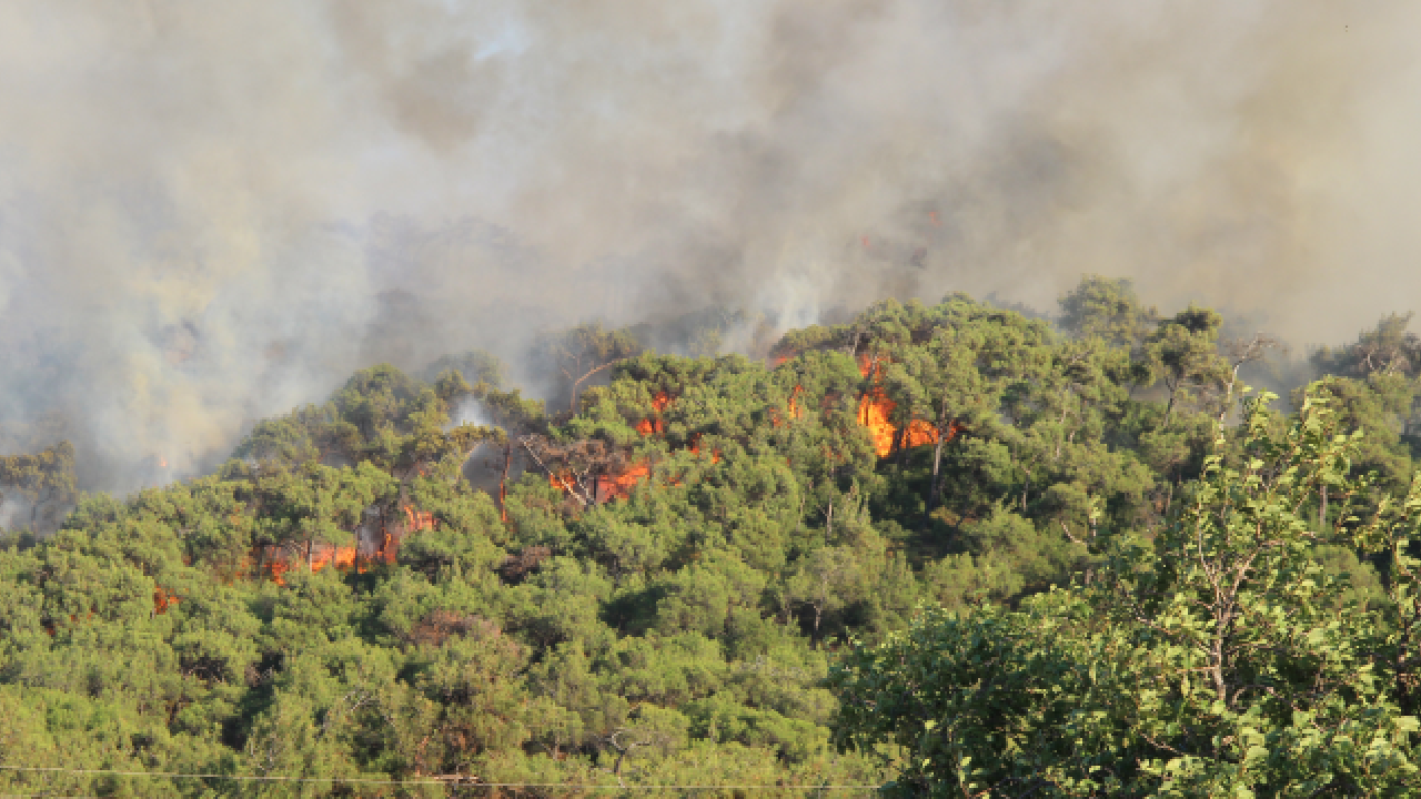 Foça ormanları yanıyor! Alevlerin etrafı çevrildi