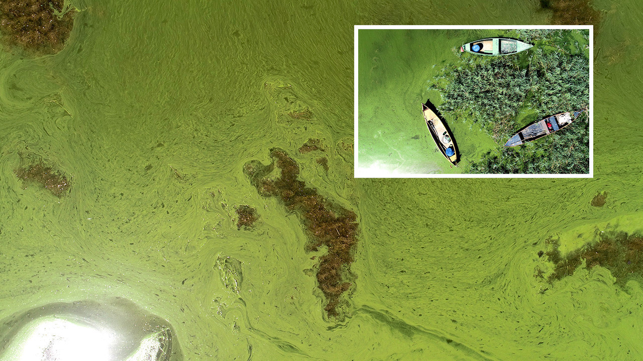 Şaşırtan görüntü! Algler çoğaldı Uluabat Gölü yemyeşil oldu
