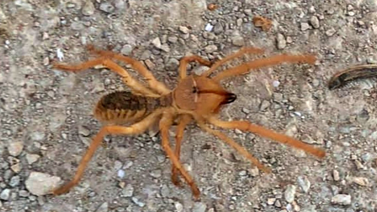 Elazığ'da görüntülenen dev örümcek paniğe sebep oldu!