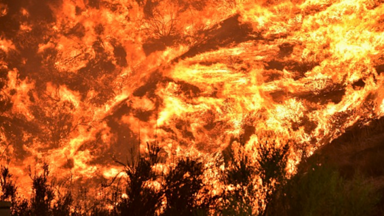 Cezayir'de korkunç orman yangını: 42 kişi yaşamını yitirdi!