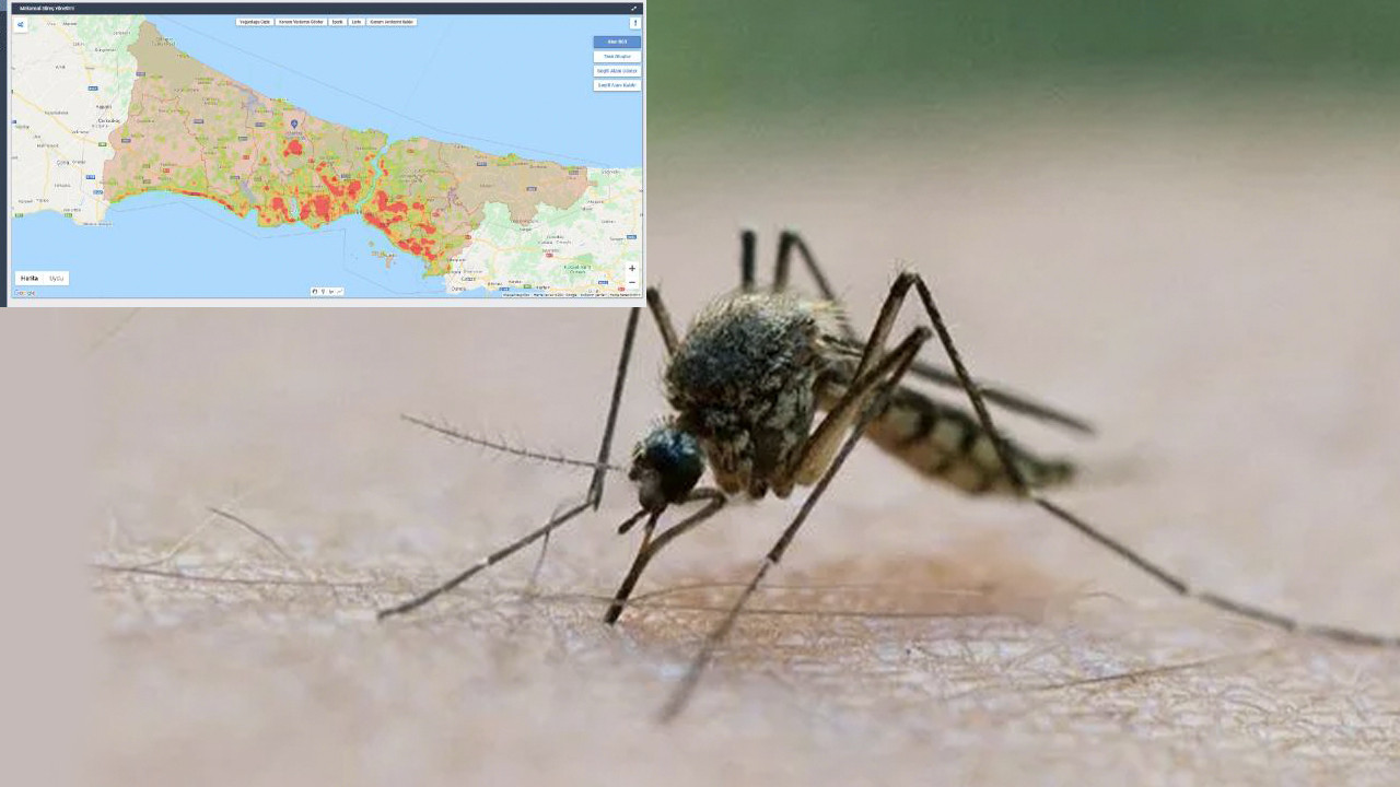 İstanbul'un sivrisinek haritası çıkarıldı: 193 bin aktif üreme noktası var