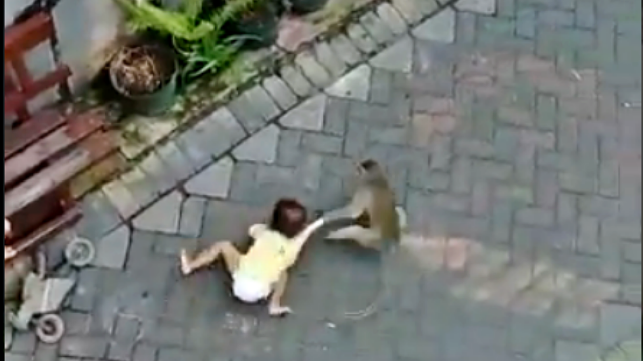 Sokağın ortasında, ailesinin yanındaki bebeği kaçıran maymun kamerada!