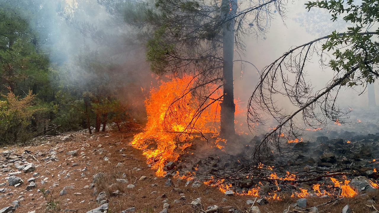 Muğla’da 16 yıldırım yangını çıktı! 15'i söndürüldü Marmaris'teki sürüyor