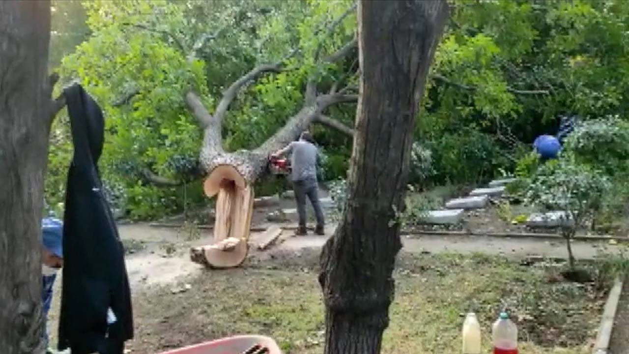 İBB görevlileri 80 yıllık yemyeşil ağacı kesti: Tepki görünce testereyi bırakıp gittiler