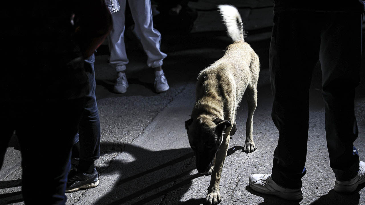 Çankaya Belediyesi'ne ait barınakta hayvanlar ölüme mi terk edildi? Hayvanseverler ayağa kalktı