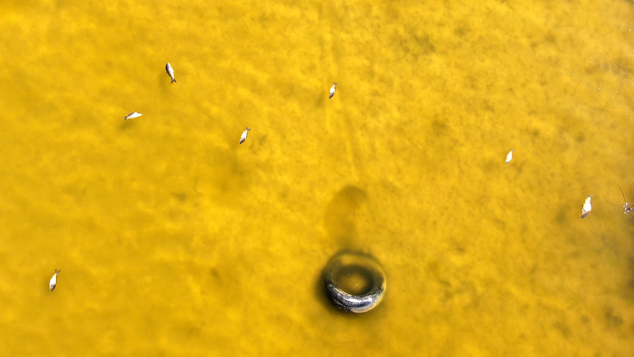 Ulaş Gölü'nde suyun rengi turkuvazdan sarıya döndü! Onlarca balık öldü