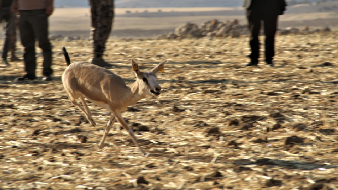 Koruma altındaki Gazella Gazella türü 40 ceylan Cudi Dağı’na bırakıldı