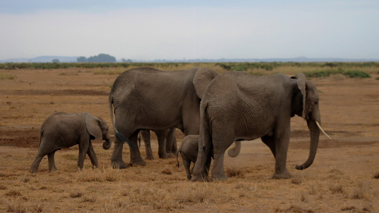 Kenya'da bebek fil sayısında patlama yaşandı!
