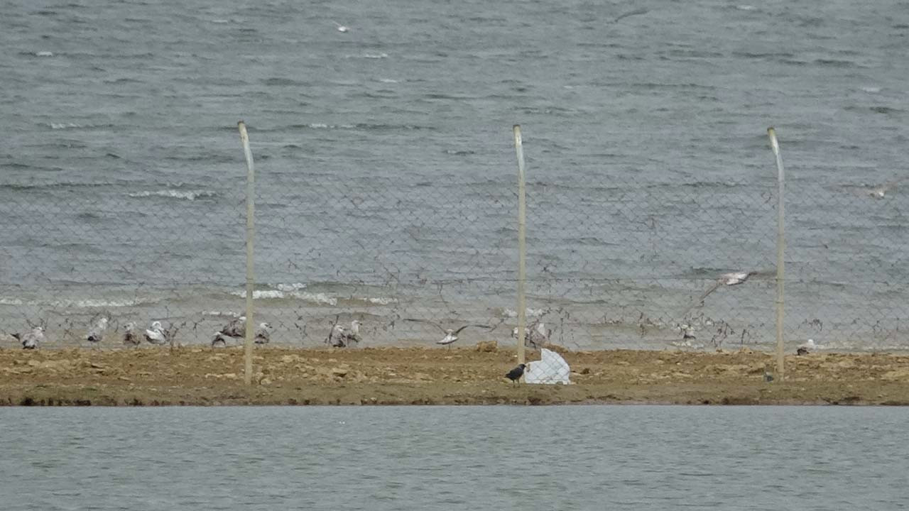 İBB'nin barajda çektiği dikenli teller hayvanları telef etti: Sular çekilince ortaya çıktı